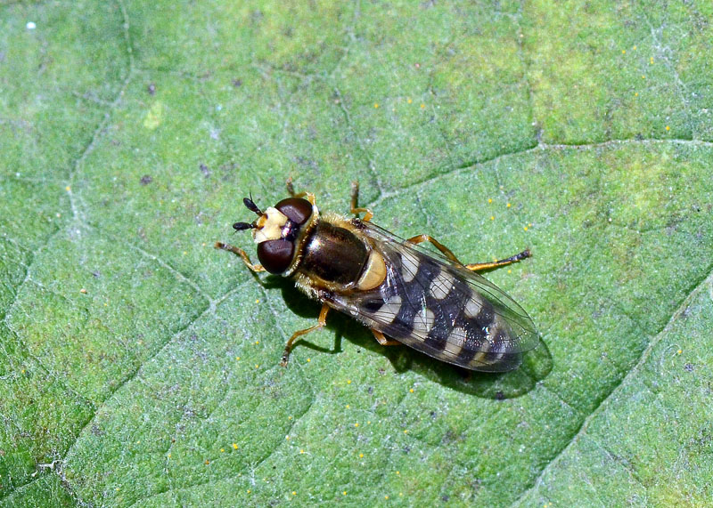 Syrphidae da identificare